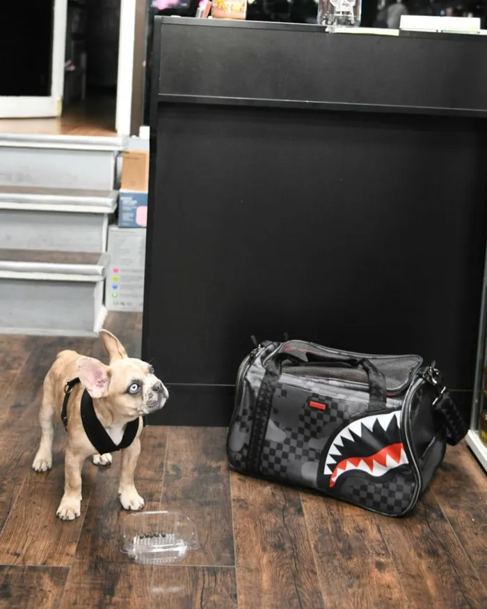 SPRAYGROUND 3AM PET CARRIER Bags